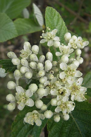 Sorbus aria / Whitebeam, D Donnersberg 3.5.2012