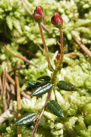 Vaccinium oxycoccos \ Gewhnliche Moosbeere, D Schwarzwald, Kaltenbronn 8.6.2013