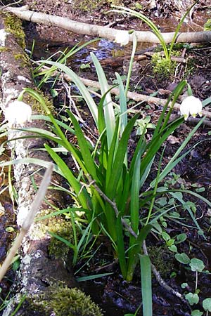 Leucojum vernum / Spring Snowflake, D Hassenbach 27.3.2014