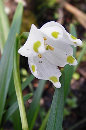 Leucojum vernum \ Frhlings-Knotenblume, Mrzenbecher / Spring Snowflake, D Hassenbach 27.3.2014