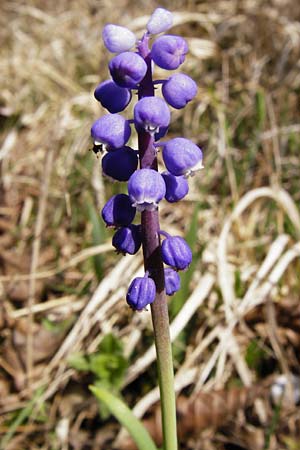 Muscari botryoides \ Kurztraubige Bisamhyazinthe, Kleine Traubenhyazinthe / Compact Grape Hyacinth, D Nüdlingen 27.3.2014