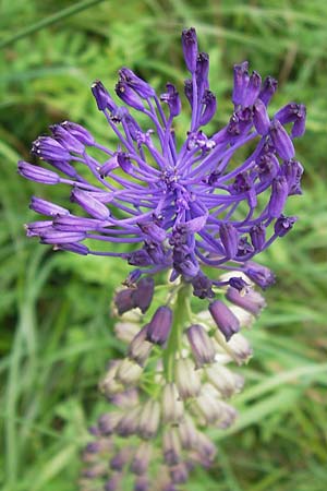 Muscari comosum \ Schopfige Traubenhyazinthe / Tassel Hyacinth, D Weinheim an der Bergstraße 21.6.2013