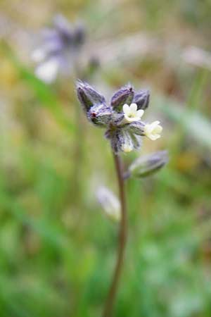 Myosotis discolor \ Buntes Vergissmeinnicht, Gelbes Vergissmeinnicht / Changing Forget-me-not, D Wetzlar 26.4.2014