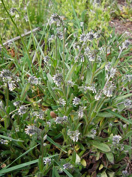 Myosotis discolor \ Buntes Vergissmeinnicht, Gelbes Vergissmeinnicht / Changing Forget-me-not, D Wetzlar 26.4.2014