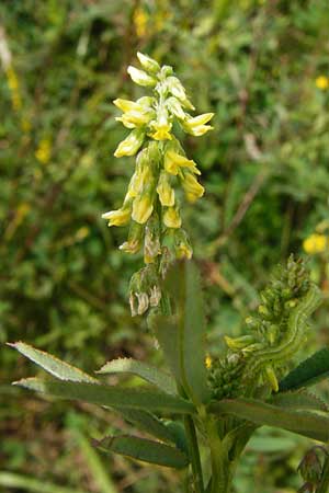 Melilotus dentatus \ Salz-Steinklee, Gezhnter Honigklee / Small Flowered Melilot, D Oppenheim 9.8.2014