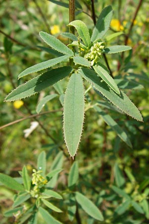 Melilotus dentatus \ Salz-Steinklee, Gezhnter Honigklee, D Oppenheim 9.8.2014