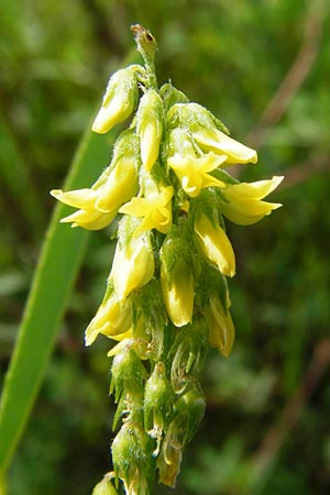 Melilotus dentatus \ Salz-Steinklee, Gezhnter Honigklee, D Oppenheim 9.8.2014