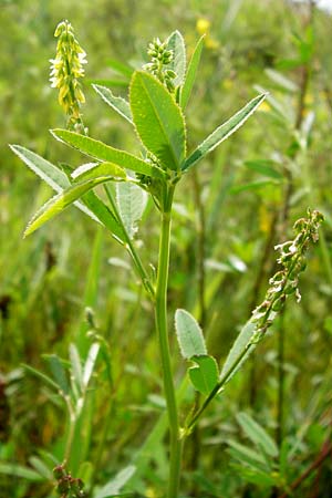 Melilotus dentatus \ Salz-Steinklee, Gezhnter Honigklee, D Oppenheim 9.8.2014