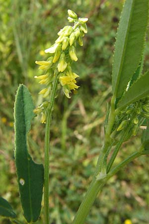 Melilotus dentatus \ Salz-Steinklee, Gezhnter Honigklee, D Oppenheim 9.8.2014