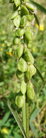 Melilotus dentatus \ Salz-Steinklee, Gezhnter Honigklee, D Oppenheim 9.8.2014