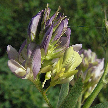 Medicago x varia \ Bastard-Luzerne / Sand Lucerne, D Mannheim 23.9.2006