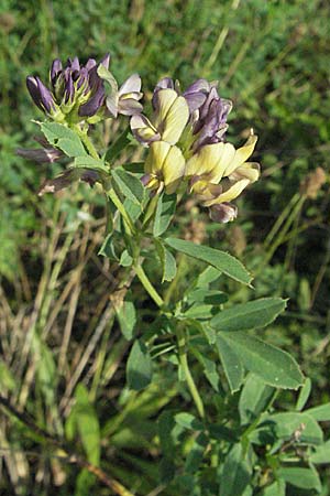 Medicago x varia \ Bastard-Luzerne / Sand Lucerne, D Mannheim 23.9.2006