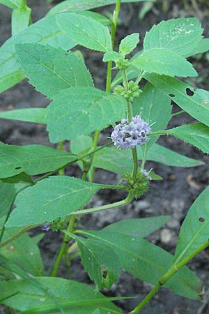 Mentha arvensis / Corn Mint, D Mörfelden-Walldorf 6.8.2007