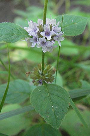 Mentha arvensis / Corn Mint, D Mörfelden-Walldorf 6.8.2007