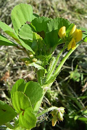 Medicago arabica \ Arabischer Schneckenklee / Spotted Medick, D Weinheim an der Bergstraße 6.5.2008