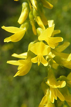 Melilotus officinalis \ Echter Steinklee, Gewhnlicher Honigklee / Ribbed Melilot, D Darmstadt 17.6.2009