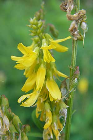 Melilotus altissimus \ Hoher Steinklee, Hoher Honigklee / Tall Melilot, D Offenburg 27.7.2009