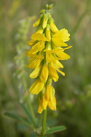 Melilotus altissimus \ Hoher Steinklee, Hoher Honigklee / Tall Melilot, D Fehmarn 3.8.2009