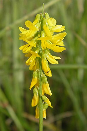 Melilotus altissimus \ Hoher Steinklee, Hoher Honigklee / Tall Melilot, D Fehmarn 3.8.2009