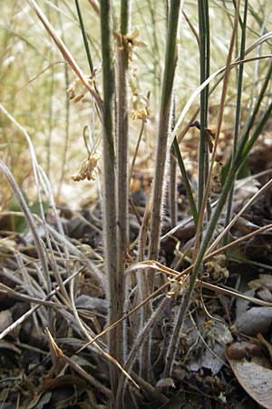 Melica transsilvanica \ Siebenbrgen-Perlgras, D Lauterecken 3.6.2011