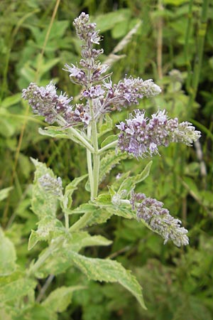 Mentha longifolia \ Ross-Minze, D Gessertshausen 30.7.2011