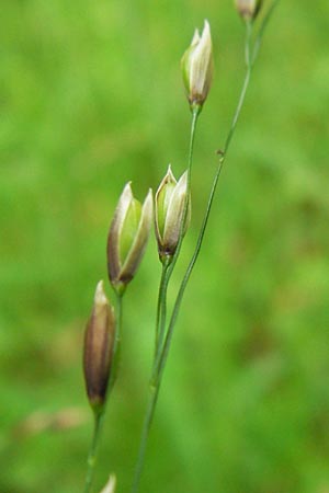 Melica uniflora \ Einbltiges Perlgras / Wood Melick, D Bensheim-Langwaden 14.5.2013