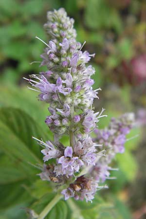 Mentha longifolia \ Ross-Minze / Horse Mint, D Mannheim 15.9.2013