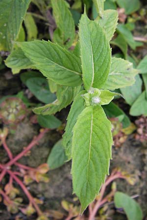 Mentha longifolia / Horse Mint, D Mannheim 15.9.2013