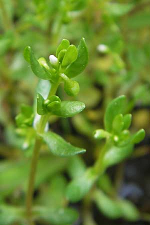 Montia fontana subsp. fontana \ Quellkraut / Blinks, D Vogelsberg, Ulrichstein 30.5.2012