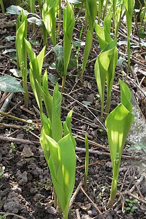 Convallaria majalis \ Maiglckchen / Lily of the Valley, D Bensheim 22.4.2006