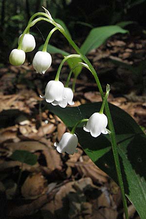 Convallaria majalis \ Maiglckchen, D Bruchsal 7.5.2006