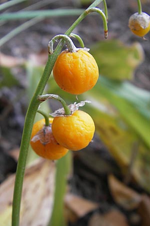 Convallaria majalis \ Maiglckchen / Lily of the Valley, D Heppenheim 24.8.2009