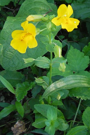 Mimulus guttatus / Monkey Flower, D Landkreis Karlsruhe, Oberhausen-Rheinhausen 28.8.2013