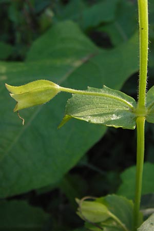 Mimulus guttatus / Monkey Flower, D Landkreis Karlsruhe, Oberhausen-Rheinhausen 28.8.2013