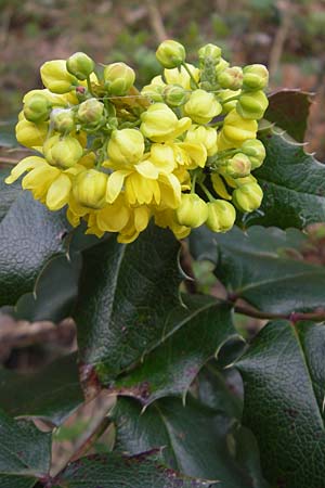 Mahonia aquifolium \ Gewhnliche Mahonie / Shining Oregon Grape, Tall Oregon Grape, D Mainz 21.4.2012