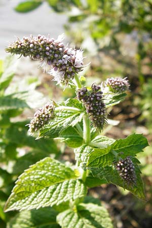 Mentha x villosa / Cuban Mint, Large Apple Mint, D Graben-Neudorf 15.7.2014