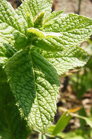 Mentha x villosa \ Hain-Minze, Apfel-Minze / Cuban Mint, Large Apple Mint, D Graben-Neudorf 15.7.2014