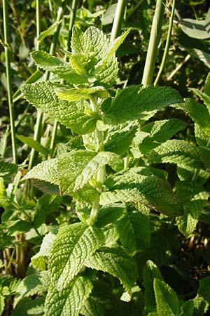 Mentha x villosa \ Hain-Minze, Apfel-Minze / Cuban Mint, Large Apple Mint, D Graben-Neudorf 15.7.2014