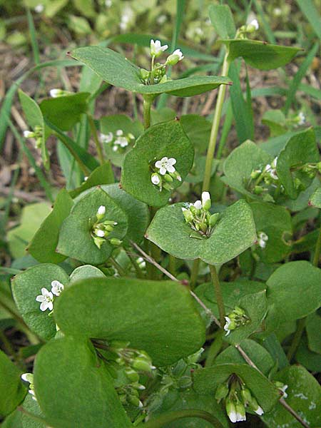 Claytonia perfoliata, Gewöhnliches Tellerkraut, Kuba-Spinat