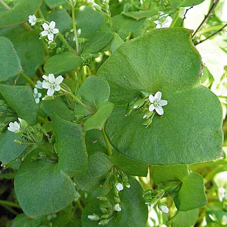 Claytonia perfoliata / Miner's Lettuce, D Mannheim 1.5.2006