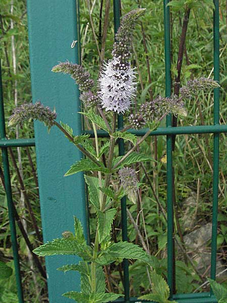 Mentha spicata \ Grne Minze, hrige Minze / Spear-Mint, D Weinheim an der Bergstraße 10.7.2006