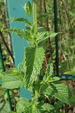 Mentha spicata \ Grne Minze, hrige Minze / Spear-Mint, D Weinheim an der Bergstraße 10.7.2006