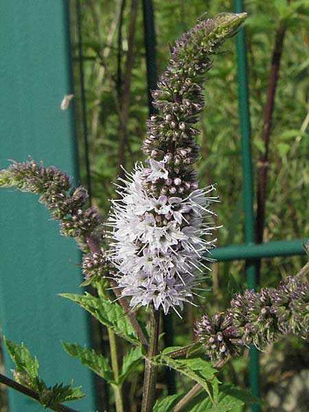 Mentha spicata \ Grne Minze, hrige Minze / Spear-Mint, D Weinheim an der Bergstraße 10.7.2006