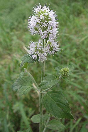 Mentha aquatica \ Wasser-Minze, D Mörfelden 29.7.2006