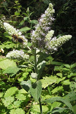 Mentha longifolia \ Ross-Minze / Horse Mint, D Heidelberg 30.7.2006