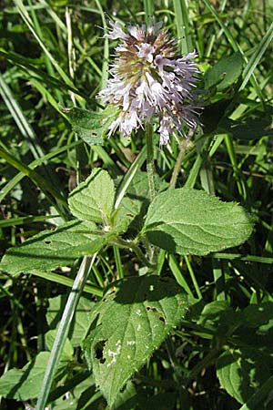 Mentha aquatica \ Wasser-Minze, D Mörfelden 9.9.2006