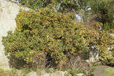 Mespilus germanica \ Echte Mispel / Medlar, D Quedlinburg 3.11.2006