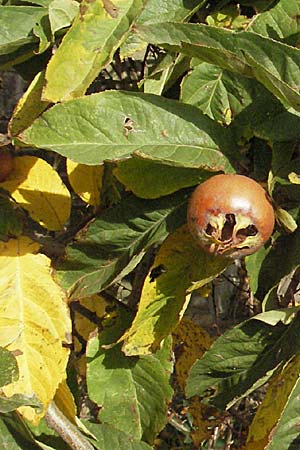 Mespilus germanica \ Echte Mispel, D Quedlinburg 3.11.2006