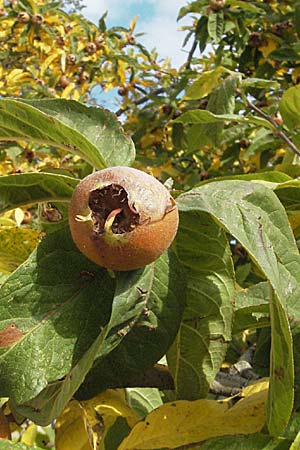 Mespilus germanica \ Echte Mispel, D Quedlinburg 3.11.2006