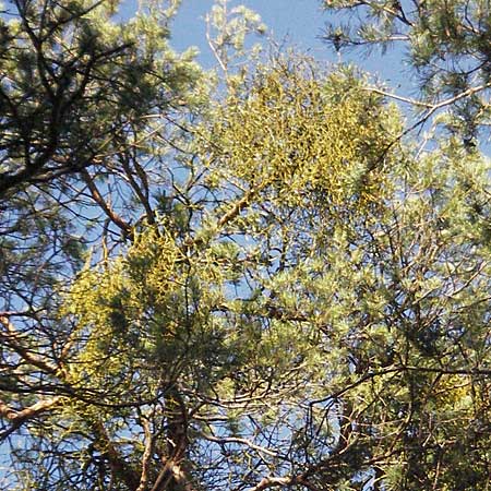 Viscum album subsp. austriacum \ Kiefern-Mistel / Pine Mistletoe, D Bad Dürkheim 4.2.2007